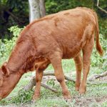 How Does Zionism Instigate the Red Heifer, Apocalypse Narrative?