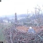 Watch: 'Unwavering' bald eagle mom protects eggs in West Virginia thunderstorm