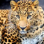 Man-Eater Leopard That Killed Two Minors Shot Dead