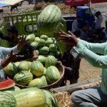 In Kashmir, Watermelon Sales Remain Low Despite Clearance